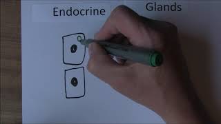 Endocrine System 1 Exocrine and endocrine glands [upl. by Carnes]