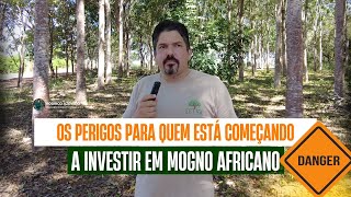 OS PERIGOS PARA QUEM ESTÁ COMEÇANDO A INVESTIR EM MOGNO AFRICANO [upl. by Nnylatsyrk]