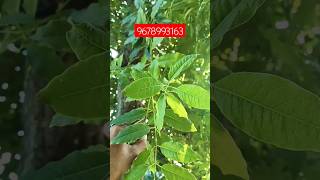 Safed Chandan farming in india plantation available shortsviral trending Safedchandan viraltoday [upl. by Ronnie85]