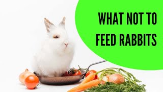 What Not to Feed Rabbits [upl. by Wurst]