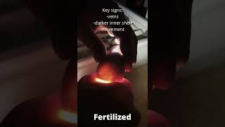 Fertilized vs unfertilized egg chickeneggs fertilizedchickeneggs farm farmlife countrylife tx [upl. by O'Connor205]