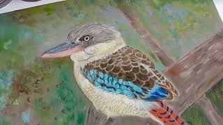 kookaburra pastel painting PART 2 [upl. by Annayk175]