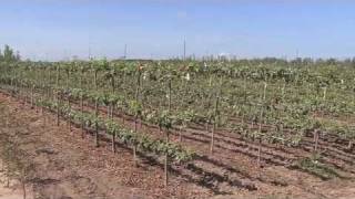 Espalier Fruit Trees  Plant Highlight [upl. by Lib]