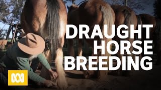 Draught horse breeders [upl. by Signe]