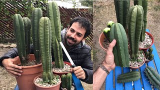 ESQUEJES de cactus  T Scopulicola  Guía de multiplicación y cuidados básicos [upl. by Kwarteng]