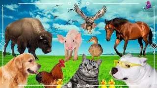 Farm animal life cow dog cat chicken duck buffalo rooster  Animal sounds [upl. by Korrie]