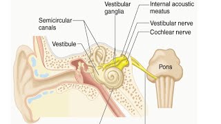 Vestibulocochlear Nerve by Dr Gireesh Kumar KP [upl. by Hillman]