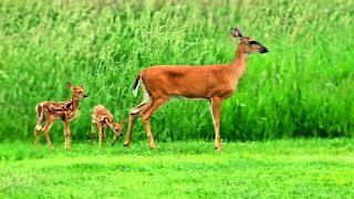 Momma Doe fawns go to the garden Whitetailed Deer herd [upl. by Noryak]