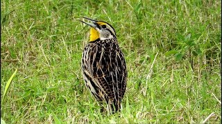 Eastern Meadowlark Calling and Singing [upl. by Telrahc]