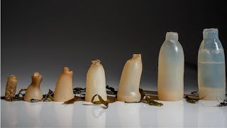 Breaking News Biodegradable Plastic Innovation Set to Transform Environmental Pollution [upl. by Napier710]