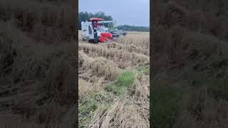 riceharvesting Machine golaghat [upl. by Clova]