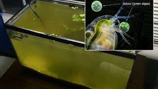 Raising Daphnia for the Freshwater Aquarium [upl. by Herby364]