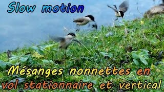 MESANGE NONNETTE vols en SLOW MOTION [upl. by Eidoj]