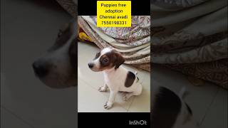 Puppies free adoption Chennai avadi contact number 7550198331 puppy freeadoptiondog doglover [upl. by Mandy]