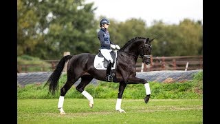 KWPN approved stallion KJENTO NEGRO x JAZZ 2jan20191 [upl. by Llevol102]