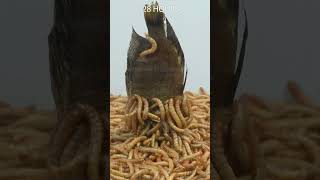 Mealworms vs Fish  Tanganyikan  Gold Comp timelapse goinside mealwormseating mealworms [upl. by Thomajan]