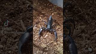 Our female Heterometrus spinifer Asian Forest scorpionanimals nature [upl. by Atsok]