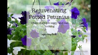 How to Prune Petunias when they get leggy [upl. by Oicirbaf]