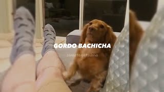 “perro salchicha gordo bachichaquot 💗 [upl. by Sinnek]