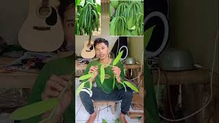 Buah vanilla planifolia seharga emas budidaya vanilla [upl. by Eladnwahs]