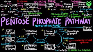 Pentose Phosphate Pathway  Carb Metabolism 04  Biochemistry  PP Notes  Lehninger 6E Ch 145 [upl. by Lara412]