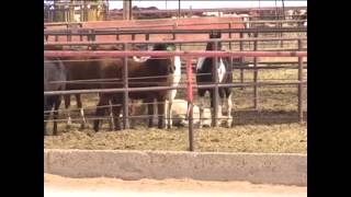 The transport of Ohio Horses to Mexico for slaughter [upl. by Nelon]