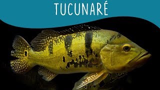 5 coisas que você precisa saber sobre o TUCUNARÉ  Minha Fauna [upl. by Anyale]