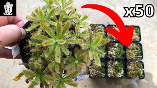 How to Make 50 Plants from One  Propagating Drosera Sundews fly traps [upl. by Mharg418]