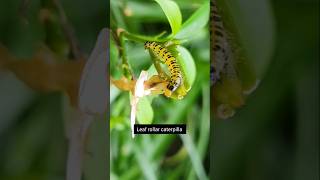 Leaf rollar caterpilla 311insects shorts [upl. by Tjon]