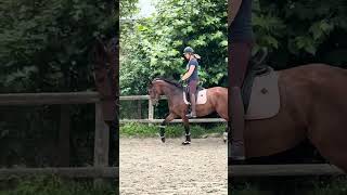 Cheval à vendre  AV Belle Jument de 3 ans 163 m pour CSO ou Dressage  equirodicom [upl. by Ashwin748]