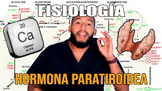 Fisiología  Parathormona y Calcio Síntesis Regulación Osteólisis Osteocitaria [upl. by Oirramed]