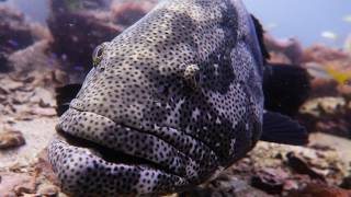 GIANT Malabar Grouper [upl. by Newby]