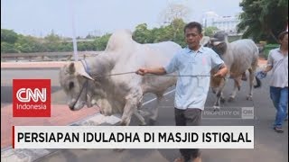 Sapi Qurban Jokowi Tiba di Masjid Istiqlal Persiapan Iduladha di Masjid Istiqlal  Idul Adha 2017 [upl. by Ssilem]