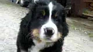 Berner Sennenhund welpen  Bernese Mountain Dogs Puppies [upl. by Ahter769]