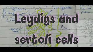 Difference Between Leydigs cells and Sertoli cells [upl. by Atinav209]