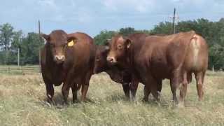 Beefmaster Bulls quotThe Best of Both Worldsquot [upl. by Verada]