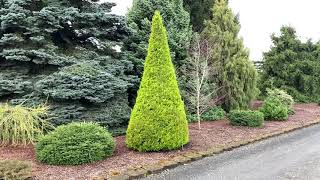 Cupressus macrocarpa Donard Gold Golden Monterey Cypress April 2 2020 [upl. by Otreblig]