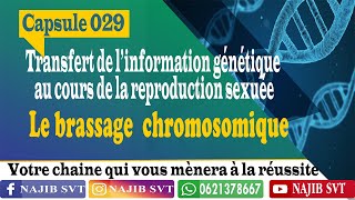 Le brassage chromosomique [upl. by Alvy]