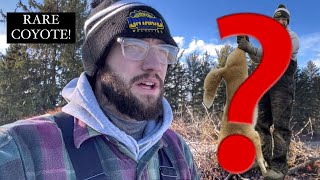 We Caught A SUPER Rare COYOTE  December Trapping in Ohio [upl. by Nawk632]