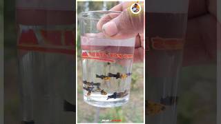 Molly Frys in Glass Tumbler🐬🤩 Molly breeding🥰  jeelanivlogger fish [upl. by Nylad]