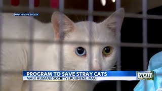 New program with Maui Humane and Lanai Cat Sanctuary aims to save hundreds of stray cats [upl. by Aynatal560]