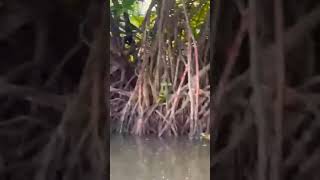 Mangroves plants  Pneumatophores  Halophytes [upl. by Bussey483]