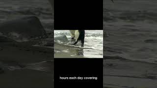 coolfacts About penguins for you  wildanimalfacts animalfacts animalknowledge nature facts [upl. by Prentiss]