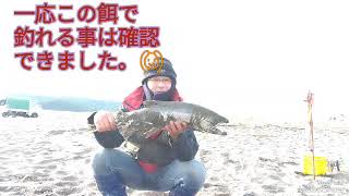 鮭ぶっ込み釣り！！餌取り対策にある物を試してみました。はたして…笑 [upl. by Fita]