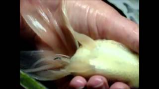 injection of baytril on Goldfish [upl. by Shedd]