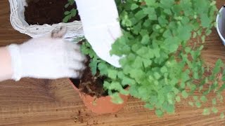 RePotting Maidenhair Fern For A Reptile Terrarium [upl. by Lareneg410]