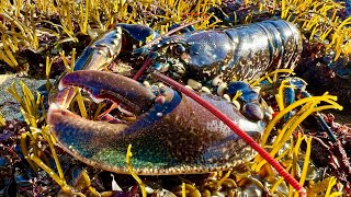 Coastal Foraging Tidepool and Beachcombing  Lobster and Crab with shore cookup  The Fish Locker [upl. by Iolenta]