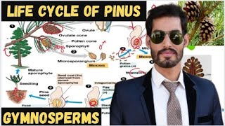 Class Gymnospermae  Life Cycle of Pinus [upl. by Retxab]