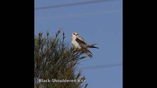 BlackShouldered Kite australianbirds australiannativebirds [upl. by Trainer444]