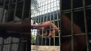 Orangutan grabs zoo visitor who jumped guardrail  USA TODAY Shorts [upl. by Karlyn124]